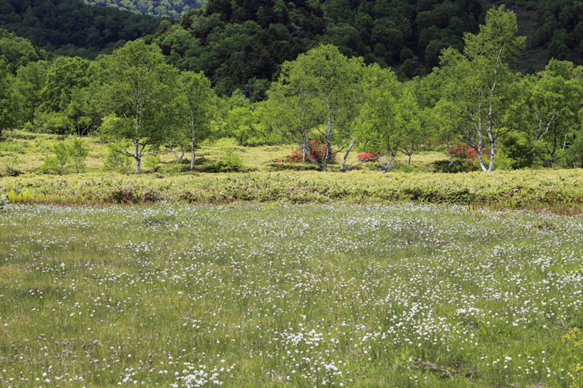 无人,横图,室外,白天,正面,旅游,度假,农作物,草地,草坪,美景,树林,植物,长野县,日本,亚洲,柔软,景观,棉花,羊胡子草,娱乐,草,树,树木,纺织,绿色,自然,享受,休闲,健康,温暖,景色,放松,生长,成长,纤维,自然风光,东亚,本州,本州岛,日本国,中部地方,长野,柔和,暖和,卵穗苔草,山之内,山之内町,下高井郡,彩图