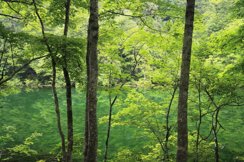 无人,横图,室外,白天,正面,旅游,度假,美景,森林,树林,植物,日本,亚洲,景观,树桩,娱乐,树,树干,树木,绿色,自然,享受,休闲,木桩,景色,放松,生长,成长,自然风光,东亚,本州,本州岛,日本国,中部地方,新潟,新潟县,彩图