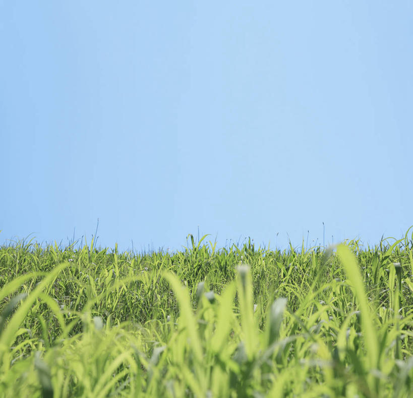 无人,横图,室外,白天,正面,旅游,度假,草地,草坪,美景,植物,东京,日本,亚洲,阴影,光线,影子,景观,娱乐,草,蓝色,绿色,蓝天,天空,阳光,自然,天,享受,休闲,景色,放松,晴朗,自然风光,东亚,本州,万里无云,关东地方,本州岛,日本国,东京都,大田区,晴空,晴空万里,彩图