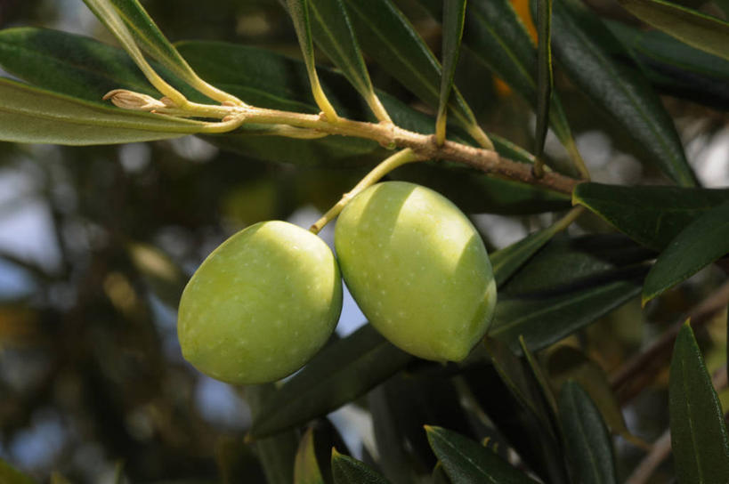 无人,横图,室外,特写,白天,仰视,美景,橄榄,水果,阴影,朦胧,模糊,新鲜,光线,影子,景观,生食,食品,果实,枝条,树枝,食物,两个,阳光,自然,景色,有机食品,绿色食品,自然风光,橄榄树,齐墩果,油橄榄,虬枝,枝杈,青果,白榄,彩图,低角度拍摄