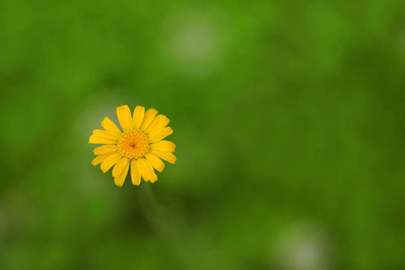 无人,横图,室外,特写,白天,正面,草地,草坪,美景,植物,阴影,朦胧,模糊,光线,影子,景观,洋甘菊,草,一朵,黄色,绿色,阳光,自然,菊花,景色,活力,力量,坚强,自然风光,交往,母菊,和好,彩图