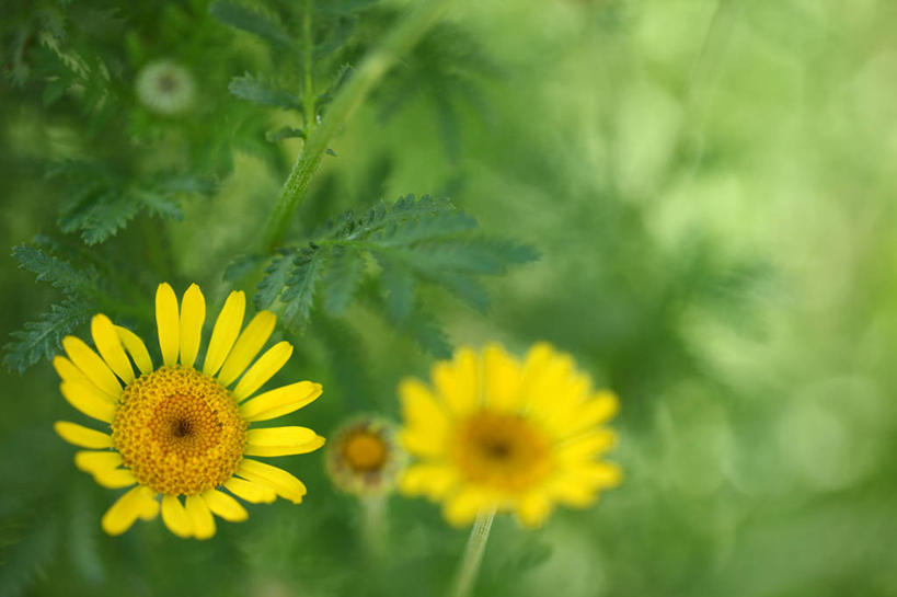 无人,横图,室外,特写,白天,正面,草地,草坪,美景,植物,阴影,朦胧,模糊,光线,影子,景观,洋甘菊,草,两朵,黄色,绿色,阳光,自然,菊花,景色,活力,力量,坚强,自然风光,交往,母菊,和好,彩图