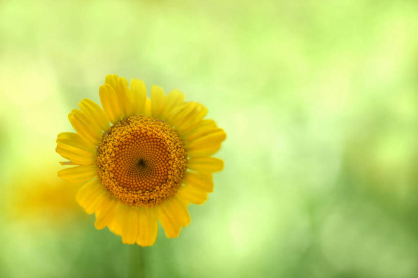 无人,横图,室外,特写,白天,正面,草地,草坪,美景,植物,阴影,朦胧,模糊,光线,影子,景观,洋甘菊,草,一朵,黄色,绿色,阳光,自然,菊花,景色,活力,力量,坚强,自然风光,交往,母菊,和好,彩图