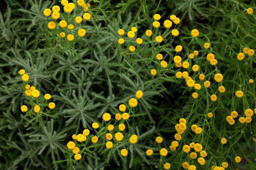 无人,横图,俯视,室外,特写,白天,花海,花圃,美景,植物,叶子,阴影,盛开,光线,影子,景观,花蕾,花,花瓣,花朵,花卉,鲜花,黄色,绿色,阳光,自然,花丛,花束,花田,花苞,花蕊,景色,艾菊,自然风光,和平,菊蒿,彩图,高角度拍摄,和蔼