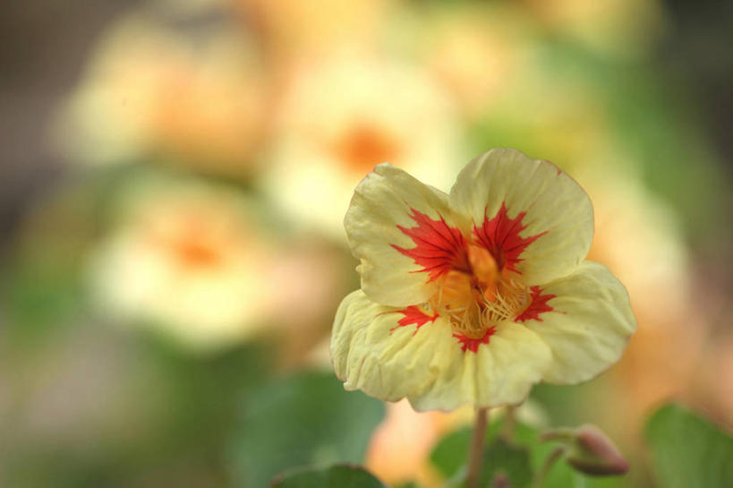 无人,横图,室外,特写,白天,正面,花海,花圃,美景,植物,叶子,许多,阴影,朦胧,模糊,盛开,光线,影子,景观,花蕾,花,花瓣,花朵,花卉,鲜花,黄色,红色,绿色,阳光,自然,花丛,花束,花田,花苞,花蕊,景色,自然风光,金链花,阿勃勒,波斯皂荚,长果子树,黄金雨,金急雨,牛角树,婆罗门皂荚,猪肠豆,彩图
