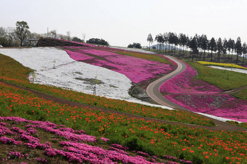 无人,横图,室外,白天,正面,旅游,度假,草地,草坪,花海,花圃,美景,树林,植物,叶子,日本,亚洲,阴影,盛开,光线,影子,景观,花蕾,娱乐,草,花,花瓣,花朵,花卉,鲜花,树,树木,绿色,天空,阳光,自然,花丛,花束,花田,天,花苞,花蕊,享受,休闲,景色,放松,生长,成长,自然风光,东亚,本州,关东地方,本州岛,日本国,群马,群马县,福乐花,福禄花,福禄考,彩图,丛生福禄考,禄考,铺地之樱,针叶福禄考,针叶天蓝绣球