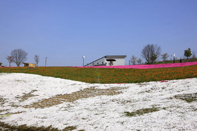 无人,家,横图,室外,白天,正面,旅游,度假,草地,草坪,花海,花圃,美景,树林,植物,路灯,叶子,照明,日本,亚洲,阴影,盛开,光线,影子,房屋,屋子,景观,灯光,花蕾,娱乐,楼房,住宅,灯,草,花,花瓣,花朵,花卉,鲜花,树,树木,蓝色,绿色,蓝天,天空,阳光,自然,花丛,花束,花田,天,花苞,花蕊,享受,休闲,景色,放松,生长,晴朗,成长,照亮,照明设备,自然风光,东亚,本州,万里无云,关东地方,本州岛,日本国,群马,群马县,福乐花,福禄花,福禄考,晴空,晴空万里,彩图,房子,丛生福禄考,禄考,铺地之樱,针叶福禄考,针叶天蓝绣球