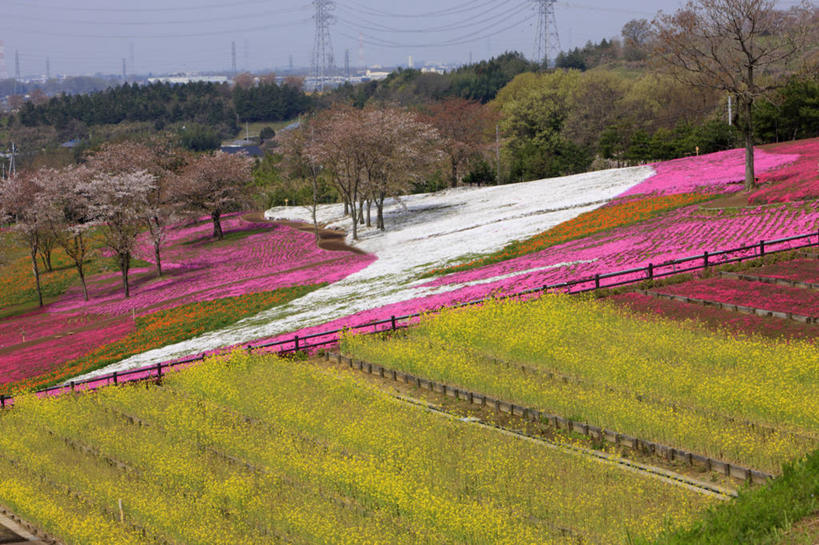 无人,横图,室外,白天,正面,旅游,度假,草地,草坪,花海,花圃,美景,树林,植物,叶子,日本,亚洲,阴影,盛开,光线,影子,景观,花蕾,娱乐,草,花,花瓣,花朵,花卉,鲜花,树,树木,蓝色,绿色,蓝天,天空,阳光,自然,花丛,花束,花田,天,花苞,花蕊,享受,休闲,景色,放松,生长,晴朗,成长,自然风光,东亚,本州,万里无云,关东地方,本州岛,日本国,群马,群马县,福乐花,福禄花,福禄考,晴空,晴空万里,彩图,丛生福禄考,禄考,铺地之樱,针叶福禄考,针叶天蓝绣球