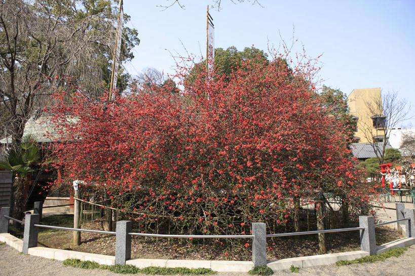 无人,家,栏杆,横图,室外,白天,正面,度假,美景,植物,城市风光,城市,日本,亚洲,许多,阴影,盛开,光线,影子,房屋,屋子,景观,公寓,围栏,果树,花蕾,娱乐,洋房,护栏,楼房,住宅,花,花瓣,花朵,鲜花,树,树木,红色,蓝色,绿色,蓝天,天空,阳光,自然,天,花苞,花蕊,享受,休闲,景色,放松,生长,晴朗,成长,东亚,本州,万里无云,关东地方,本州岛,日本国,群马,群马县,木梨,晴空,晴空万里,彩图,房子,木瓜树