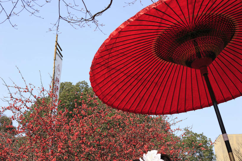 无人,横图,室外,白天,仰视,度假,幸福,美景,植物,城市风光,城市,日本,亚洲,一把,许多,阴影,盛开,光线,伞,影子,雨伞,纸伞,景观,果树,古典,花蕾,油纸伞,文化,娱乐,花,花瓣,花朵,鲜花,树,树木,红色,蓝色,绿色,蓝天,天空,阳光,自然,天,花苞,花蕊,享受,休闲,景色,放松,生长,晴朗,成长,纪念,吉祥,古朴,东亚,本州,万里无云,关东地方,本州岛,日本国,群马,群马县,木梨,平安,晴空,晴空万里,彩图,低角度拍摄,木瓜树