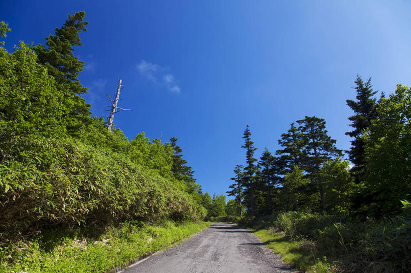 无人,横图,室外,白天,仰视,旅游,度假,草地,草坪,美景,树林,植物,道路,路,长野县,日本,亚洲,阴影,光线,影子,景观,云,云朵,小路,交通,云彩,娱乐,草,树,树木,蓝色,绿色,白云,蓝天,天空,阳光,自然,天,享受,休闲,景色,放松,生长,晴朗,成长,自然风光,东亚,本州,本州岛,日本国,中部地方,长野,山之内,山之内町,下高井郡,晴空,彩图,低角度拍摄
