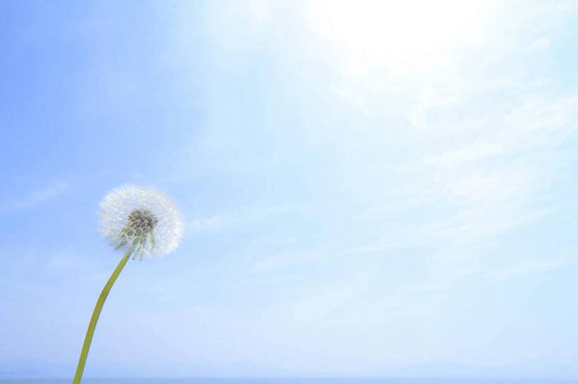 无人,横图,室外,特写,白天,仰视,爱情,湖,湖泊,美景,水,太阳,蒲公英,日本,亚洲,阴影,盛开,光线,影子,湖面,景观,水流,水面,云,云朵,花蕾,云彩,花,花瓣,花朵,鲜花,一朵,蓝色,白色,白云,蓝天,天空,阳光,自然,湖水,天,花苞,花蕊,景色,晴朗,自然风光,东亚,本州,本州岛,日本国,近畿地方,近畿,滋贺,滋贺县,琵琶湖,开朗,晴空,蒲公草,尿床草,黄花地丁,彩图,低角度拍摄