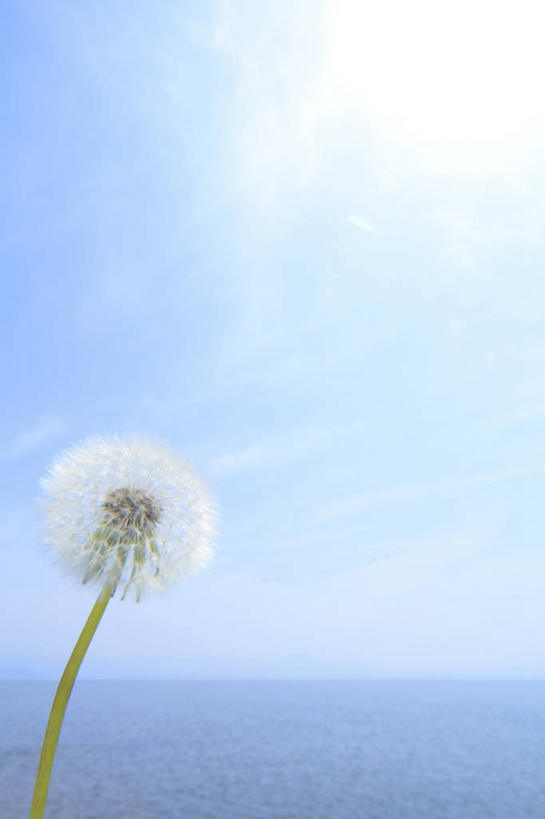 无人,竖图,室外,特写,白天,仰视,爱情,湖,湖泊,美景,水,太阳,蒲公英,日本,亚洲,阴影,盛开,光线,影子,湖面,景观,水流,水面,云,云朵,花蕾,云彩,花,花瓣,花朵,鲜花,一朵,蓝色,白色,白云,蓝天,天空,阳光,自然,湖水,天,花苞,花蕊,景色,晴朗,自然风光,东亚,本州,本州岛,日本国,近畿地方,近畿,滋贺,滋贺县,琵琶湖,开朗,晴空,蒲公草,尿床草,黄花地丁,彩图,低角度拍摄