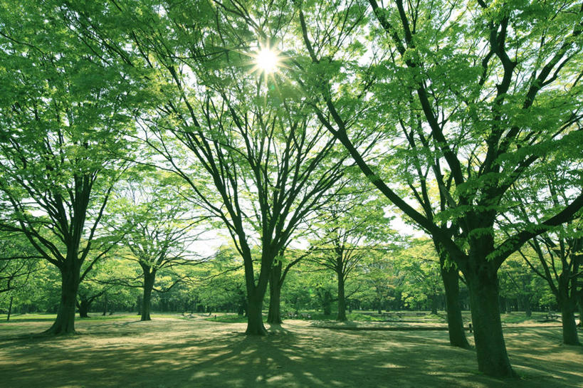 无人,公园,横图,室外,白天,正面,旅游,度假,草地,草坪,美景,树林,太阳,植物,道路,路,东京,日本,亚洲,阴影,光线,影子,景观,小路,交通,娱乐,草,树,树木,蓝色,绿色,蓝天,天空,阳光,自然,天,享受,休闲,景色,放松,生长,晴朗,成长,自然风光,东亚,本州,万里无云,关东地方,本州岛,日本国,东京都,涩谷,涉谷,涩谷区,代代木公园,晴空,晴空万里,彩图,镜头光晕,透镜闪耀,眩光