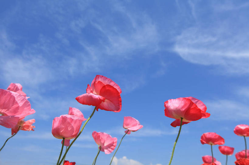 无人,公园,横图,室外,特写,白天,仰视,花海,花圃,美景,植物,罂粟,叶子,东京,日本,亚洲,许多,阴影,盛开,光线,影子,景观,云,云朵,草药,花蕾,云彩,中药,花,花瓣,花朵,花卉,鲜花,红色,蓝色,绿色,白云,蓝天,天空,阳光,自然,花丛,花束,花田,天,花苞,花蕊,景色,晴朗,毒品,自然风光,药材,中草药,东亚,中药材,本草,本州,关东地方,本州岛,日本国,东京都,止痛,镇静,安眠,涩谷,涉谷,涩谷区,代代木公园,晴空,罂粟花,米囊花,彩图,低角度拍摄