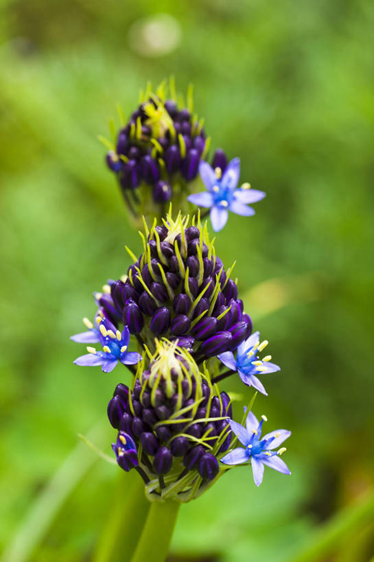 无人,竖图,室外,特写,白天,正面,草地,草坪,美景,植物,四朵,阴影,朦胧,模糊,盛开,光线,影子,景观,花蕾,草,花,花瓣,花朵,鲜花,蓝色,绿色,阳光,自然,花苞,花蕊,景色,自然风光,天蒜,彩图,鲜白头,石枣儿,山大蒜,绵枣儿,地枣,地兰,地金球,地中海锦枣儿,地中海蓝钟花