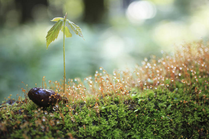 无人,横图,室外,特写,白天,正面,美景,水,植物,露水,阴影,朦胧,模糊,透明,光线,液体,影子,景观,水滴,青苔,苔藓,水珠,绿色,阳光,自然,露珠,景色,生长,成长,生机,剔透,自然风光,山毛榉,灵动,麻栎金刚,山毛榉树,通明,栎,彩图,栎树,壳斗,晶莹