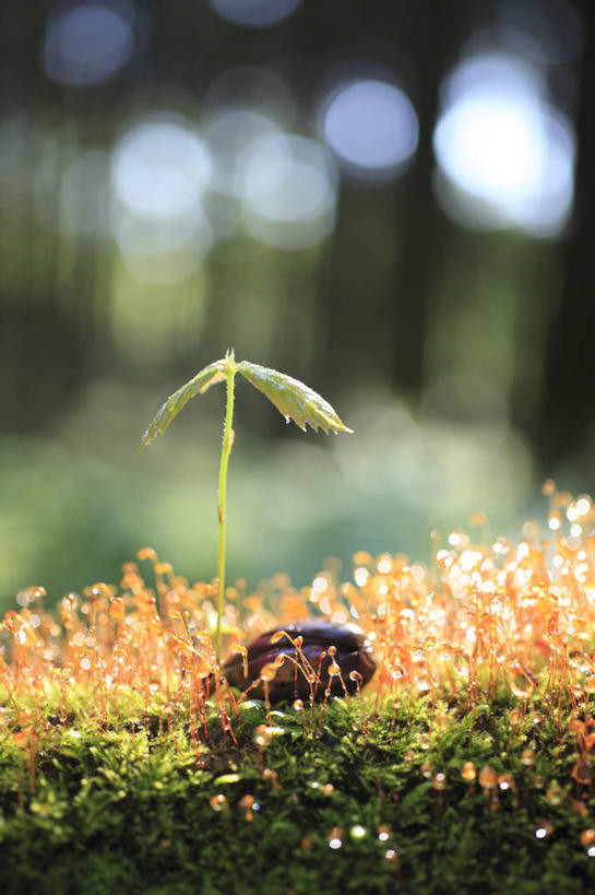 无人,竖图,室外,特写,白天,正面,美景,水,植物,露水,阴影,朦胧,模糊,透明,光线,液体,影子,景观,水滴,青苔,苔藓,水珠,绿色,阳光,自然,露珠,景色,生长,成长,生机,剔透,自然风光,山毛榉,灵动,麻栎金刚,山毛榉树,通明,栎,彩图,栎树,壳斗,晶莹