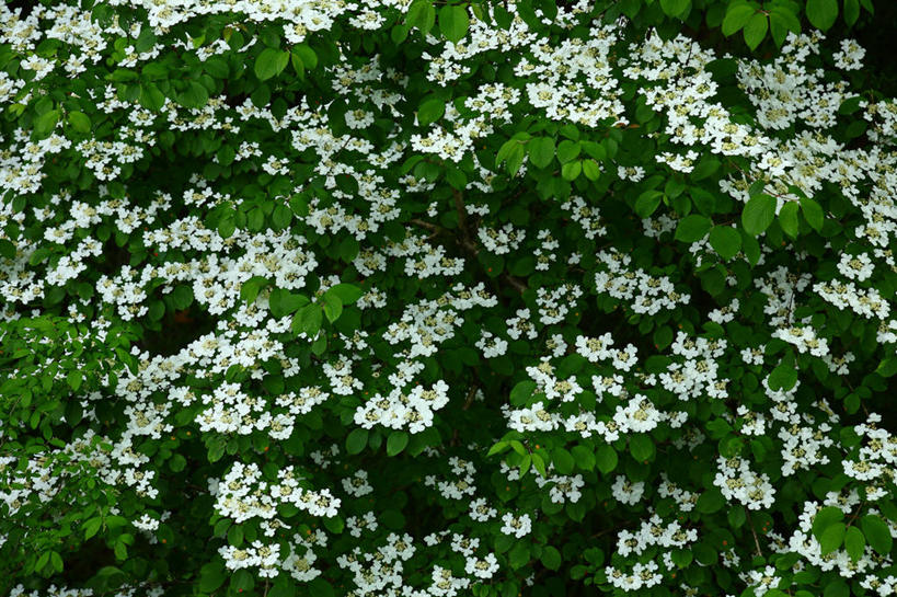 无人,横图,俯视,室外,特写,白天,花海,花圃,美景,植物,叶子,阴影,朦胧,模糊,盛开,光线,影子,景观,花蕾,花,花瓣,花朵,花卉,鲜花,绿色,白色,阳光,自然,花丛,花束,花田,蝴蝶花,花苞,花蕊,绣球花,景色,自然风光,彩图,高角度拍摄,蝴蝶荚蒾,蝴蝶木,蝴蝶树,蝴蝶戏球花,蝴蝶戏珠花