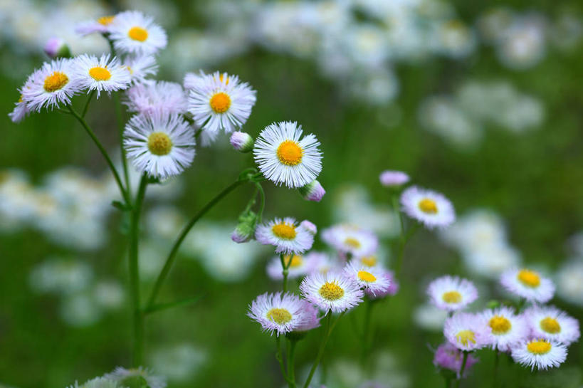 无人,横图,俯视,室外,特写,白天,花海,花圃,美景,植物,叶子,阴影,朦胧,模糊,盛开,光线,影子,景观,花蕾,花,花瓣,花朵,花卉,鲜花,绿色,紫色,白色,阳光,自然,花丛,花束,花田,花苞,花蕊,菊花,景色,自然风光,彩图,高角度拍摄,春飞蓬,春一年蓬,飞蓬,费城小蓬草