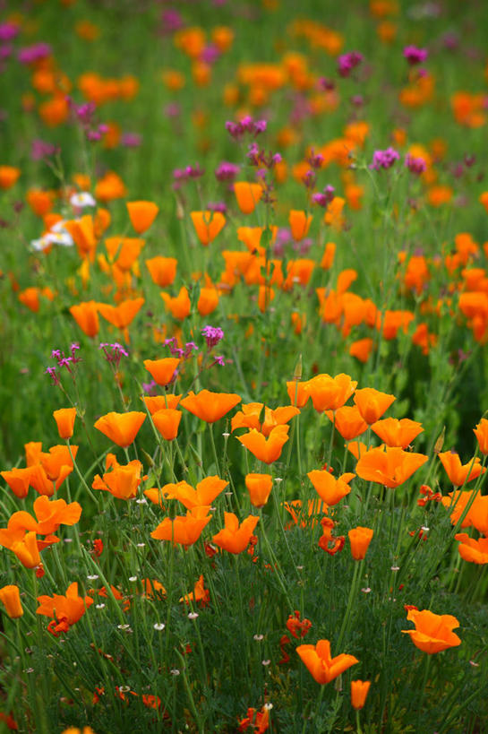 无人,竖图,俯视,室外,特写,白天,花海,花圃,美景,植物,罂粟,叶子,阴影,朦胧,模糊,盛开,光线,影子,景观,草药,花蕾,中药,花,花瓣,花朵,花卉,鲜花,绿色,阳光,自然,花丛,花束,花田,花苞,花蕊,橙色,景色,毒品,加利福尼亚罂粟,自然风光,药材,中草药,中药材,本草,止痛,镇静,安眠,火罂粟,加州罂粟,罂粟花,米囊花,彩图,高角度拍摄