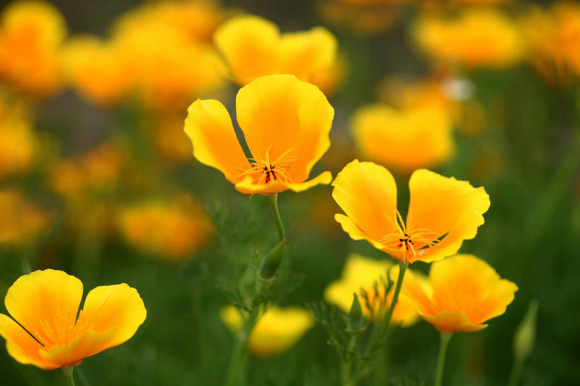 无人,横图,俯视,室外,特写,白天,花海,花圃,美景,植物,罂粟,叶子,阴影,朦胧,模糊,盛开,光线,影子,景观,草药,花蕾,中药,花,花瓣,花朵,花卉,鲜花,绿色,阳光,自然,花丛,花束,花田,花苞,花蕊,橙色,景色,毒品,加利福尼亚罂粟,自然风光,药材,中草药,中药材,本草,止痛,镇静,安眠,火罂粟,加州罂粟,罂粟花,米囊花,彩图,高角度拍摄