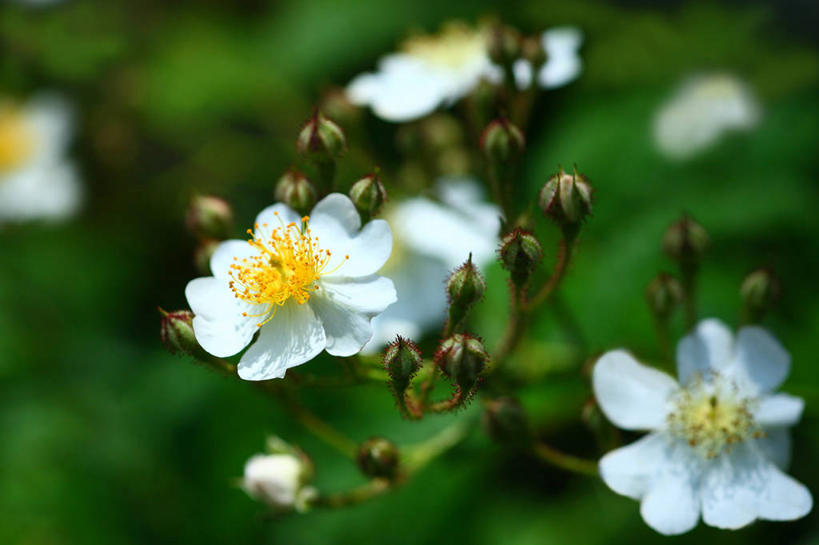 无人,横图,俯视,室外,特写,白天,花海,花圃,美景,植物,叶子,阴影,朦胧,梦幻,模糊,盛开,光线,影子,景观,绿叶,浪漫,美丽,花蕾,花,花瓣,花朵,花卉,鲜花,绿色,白色,阳光,自然,花丛,花束,花田,花苞,花蕊,嫩叶,景色,自然风光,纯真,热恋,多花蔷薇,野蔷薇,白残花,刺红,刺蘼,买笑,蔷薇,叶,叶片,彩图,高角度拍摄,白蔷薇