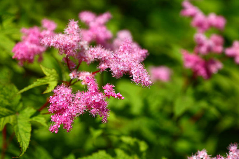 无人,横图,俯视,室外,特写,白天,美景,植物,叶子,阴影,朦胧,模糊,盛开,光线,影子,景观,绿叶,枝条,花蕾,花,花瓣,花朵,鲜花,树,树木,树枝,粉色,绿色,阳光,自然,花苞,花蕊,嫩叶,景色,生长,成长,整洁,纤细,自然风光,忍耐,虬枝,枝杈,叶,叶片,彩图,高角度拍摄,蚊子草,好强,白蝶草,槭叶蚊子草