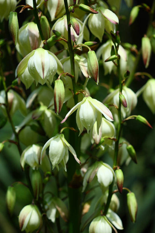 无人,竖图,俯视,室外,特写,白天,花海,花圃,美景,植物,龙舌兰,叶子,阴影,朦胧,模糊,盛开,光线,影子,景观,花蕾,花,花瓣,花朵,花卉,鲜花,绿色,阳光,自然,花丛,花束,花田,花苞,花蕊,景色,希望,自然风光,毛边丝兰,软叶丝兰,丝兰,剑麻,凤尾兰,凤尾丝兰,番麻,彩图,高角度拍摄,龙舌掌