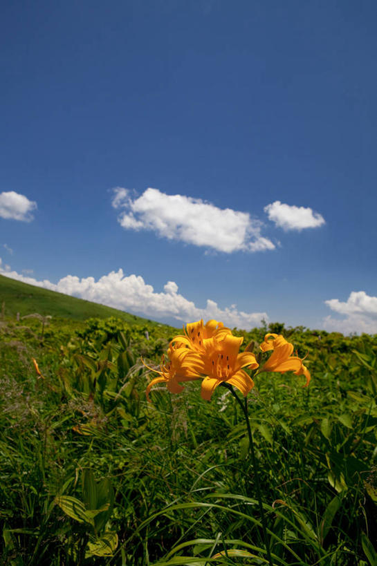 无人,竖图,室外,白天,仰视,旅游,度假,草地,草坪,美景,植物,萱草,长野县,日本,亚洲,阴影,盛开,光线,影子,景观,云,云朵,花蕾,云彩,娱乐,草,花,花瓣,花朵,鲜花,一朵,蓝色,绿色,白云,蓝天,天空,阳光,自然,天,花苞,花蕊,享受,休闲,橙色,景色,放松,晴朗,自然风光,东亚,本州,本州岛,日本国,中部地方,长野,疗愁,萱草花,宜男,晴空,忘忧草,金针菜,黄花菜,黄花,彩图,低角度拍摄