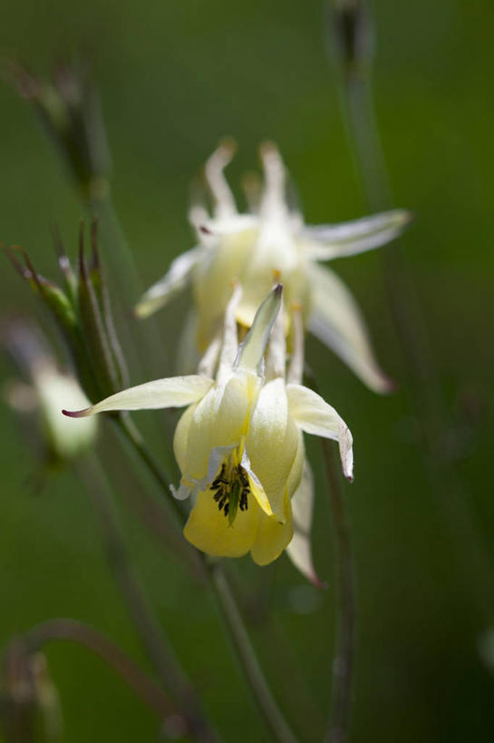 无人,竖图,室外,特写,白天,正面,美景,阴影,朦胧,模糊,盛开,光线,影子,景观,花蕾,花,花瓣,花朵,鲜花,两朵,阳光,自然,花苞,花蕊,耧斗花,景色,自然风光,坚持,耧斗菜,猫爪花,彩图,西洋耧斗菜
