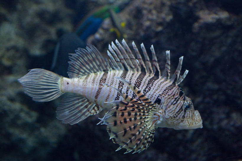游泳,无人,横图,室外,特写,白天,侧面,海底,水下,海浪,海洋,美景,一条,阴影,光线,鱼,珊瑚,影子,景观,浪花,水底,注视,珊瑚礁,鱼类,海洋生物,阳光,自然,海水,观察,看,景色,海底世界,观看,狮子鱼,察看,关注,自然风光,水生动物,水生物,海景,海底动物,蓑鲉,海底礁,泅水,伤害,拍浮,毒物,危险,大海,风浪,海,海床,海水的波动,礁,近岸浪,岩石,涌浪,彩图,全身
