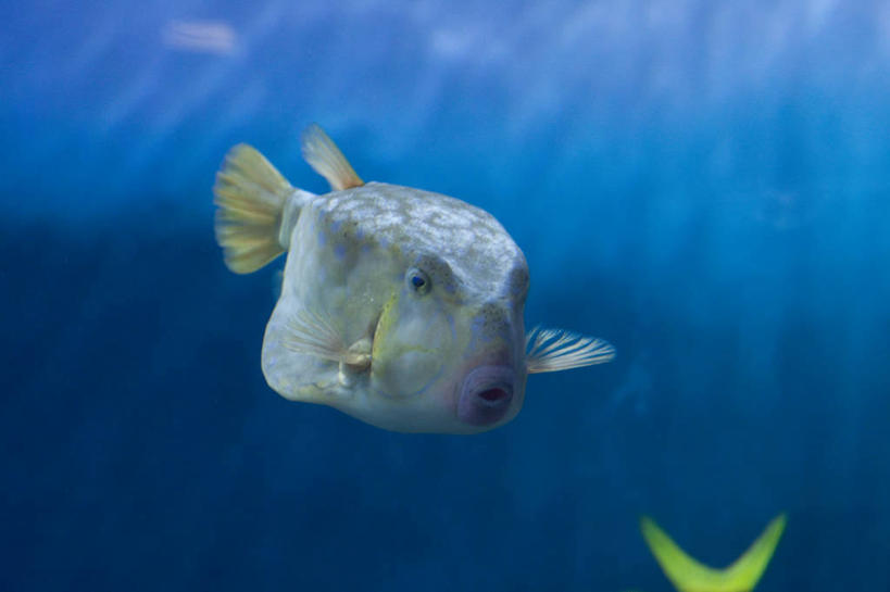 游泳,无人,横图,室外,特写,白天,仰视,海底,水下,海浪,海洋,美景,叶子,一条,阴影,光线,鱼,影子,景观,浪花,水底,绿叶,注视,鱼类,海洋生物,阳光,自然,海水,观察,看,嫩叶,景色,海底世界,观看,察看,关注,自然风光,水生动物,水生物,海景,海底动物,泅水,拍浮,箱鲀,叶,叶片,大海,风浪,海,海床,海水的波动,近岸浪,涌浪,彩图,低角度拍摄,全身