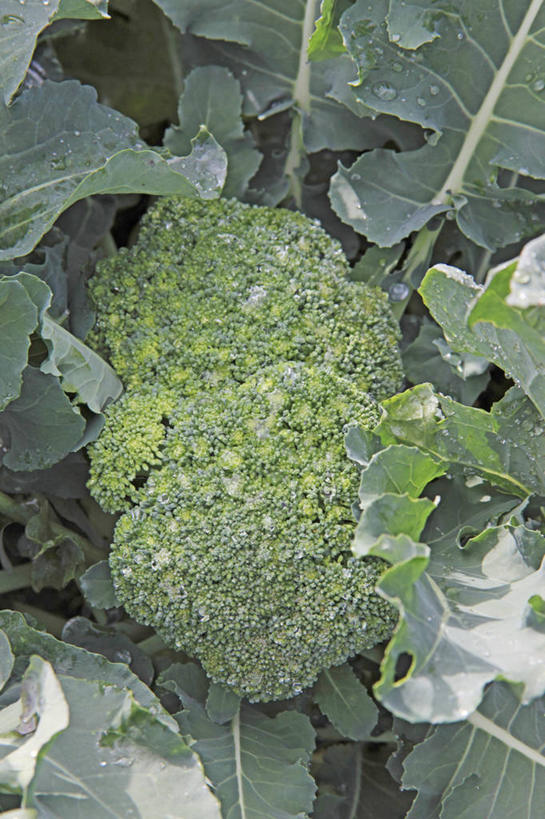 无人,农田,竖图,俯视,室外,特写,白天,庄稼,农作物,美景,蔬菜,叶子,阴影,新鲜,光线,影子,景观,西兰花,食品,绿叶,食物,阳光,自然,嫩叶,景色,有机食品,绿色食品,自然风光,甘蓝花,叶,叶片,彩图,高角度拍摄,耕地,庄稼田,绿菜花,绿花菜,青花菜,蔬菜皇冠