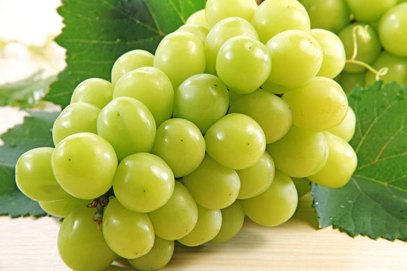 无人,横图,俯视,室内,特写,白天,白色背景,葡萄,水果,叶子,一堆,许多,堆叠,堆积,新鲜,生食,食品,果实,绿叶,很多,食物,绿色,嫩叶,摄影,有机食品,绿色食品,影棚,堆,叶,叶片,山葫芦,蒲桃,草龙珠,彩图,高角度拍摄,影棚拍摄,拍摄,白麝香