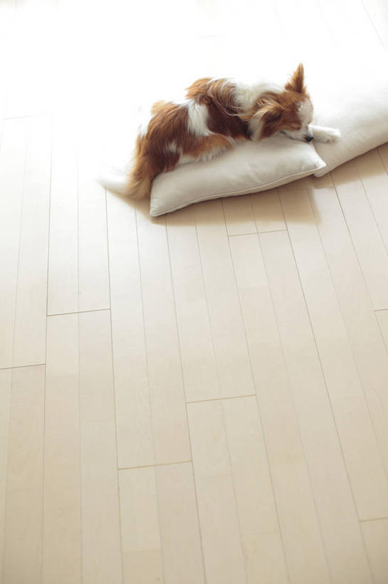 无人,闭眼,睡,竖图,俯视,室内,白天,地板,靠垫,宠物,狗,靠枕,地面,蝶耳犬,蝴蝶犬,木地板,一只,动物,抱枕,枕头,趴着,可爱,忠诚,巴比伦犬,犬,闭眼睛,闭着眼,闭着眼睛,困,困觉,趴,寝息,睡觉,彩图,高角度拍摄,全身