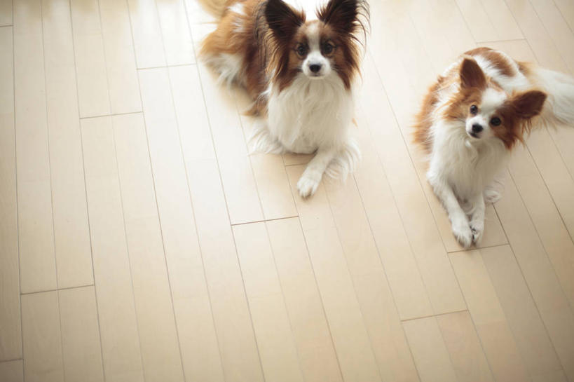 无人,横图,俯视,室内,白天,地板,宠物,狗,地面,注视,蝶耳犬,蝴蝶犬,木地板,动物,观察,看,趴着,两只,可爱,观看,察看,关注,忠诚,巴比伦犬,犬,趴,抬头,仰头,半身,彩图,高角度拍摄