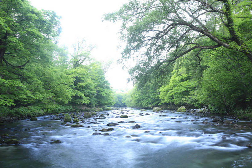 无人,横图,室外,白天,正面,旅游,度假,河流,石头,美景,水,植物,日本,亚洲,朦胧,模糊,石子,河水,景观,水流,娱乐,树木,绿色,小溪,自然,溪水,享受,休闲,景色,放松,生长,成长,自然风光,东亚,本州,本州岛,日本国,青森,青森县,东北地方,奥入濑町,奥入濑溪流,石块,彩图,上北郡