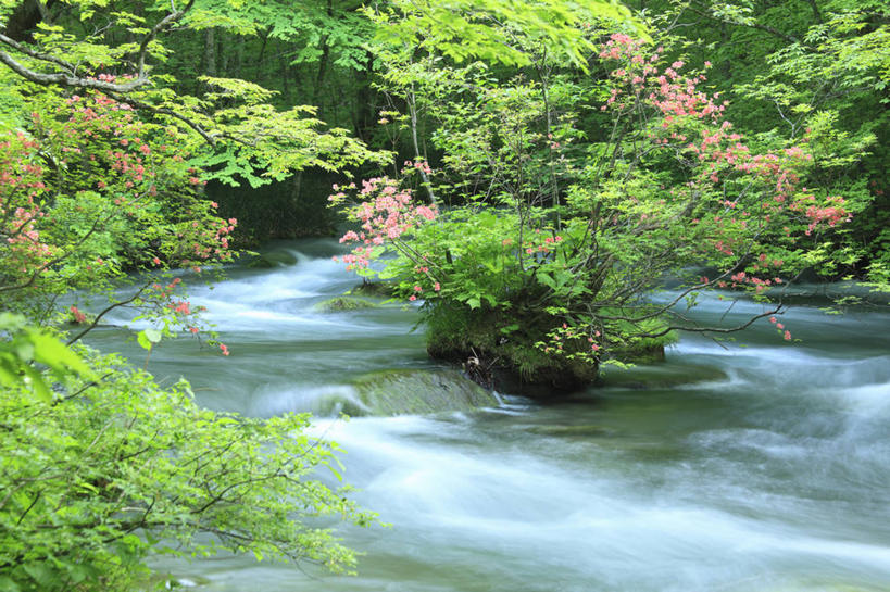 无人,横图,室外,白天,正面,旅游,度假,河流,石头,美景,树林,水,植物,日本,亚洲,阴影,朦胧,模糊,光线,石子,影子,河水,景观,水流,娱乐,树,树木,绿色,阳光,自然,享受,休闲,景色,放松,生长,成长,自然风光,东亚,本州,本州岛,日本国,青森,青森县,东北地方,奥入濑町,奥入濑溪流,石块,彩图,上北郡