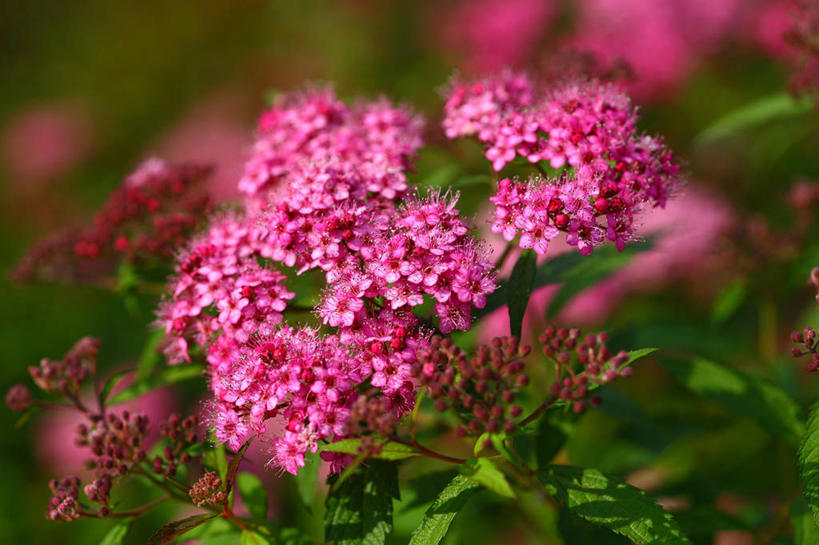 无人,横图,室外,特写,白天,正面,花海,花圃,美景,植物,叶子,日本,亚洲,许多,阴影,朦胧,模糊,盛开,光线,影子,景观,花蕾,花,花瓣,花朵,花卉,鲜花,红色,绿色,阳光,自然,花丛,花束,花田,花苞,花蕊,景色,自然风光,东亚,本州,关东地方,本州岛,日本国,崎玉,崎玉县,彩图,蚊子草