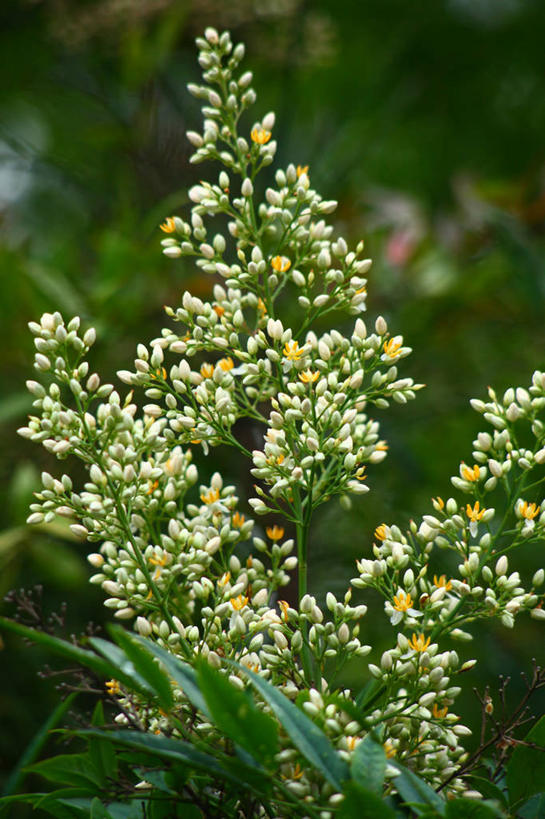 无人,竖图,室外,特写,白天,正面,花海,花圃,美景,植物,叶子,东京,日本,亚洲,许多,阴影,朦胧,模糊,盛开,光线,影子,景观,花蕾,花,花瓣,花朵,花卉,鲜花,绿色,阳光,自然,花丛,花束,花田,花苞,花蕊,景色,千代田区,自然风光,东亚,本州,关东地方,本州岛,日本国,东京都,南天竹,南天竺,彩图
