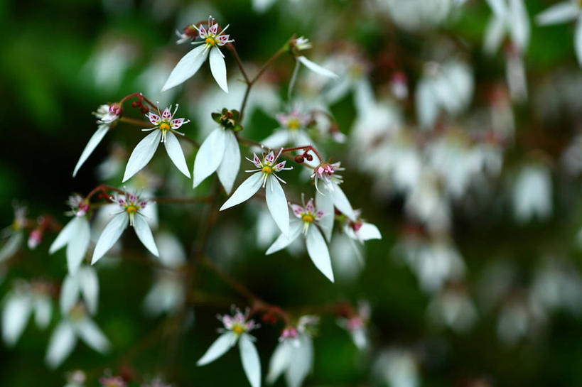 无人,横图,室外,特写,白天,正面,花海,花圃,美景,植物,虎耳草,叶子,日本,亚洲,许多,阴影,朦胧,模糊,盛开,光线,影子,景观,草药,药草,花蕾,中药,花,花瓣,花朵,花卉,鲜花,绿色,白色,阳光,自然,花丛,花束,花田,花苞,花蕊,景色,自然风光,药材,中草药,东亚,中药材,本草,本州,关东地方,本州岛,日本国,崎玉,崎玉县,石荷叶,老虎草,金丝荷叶,彩图