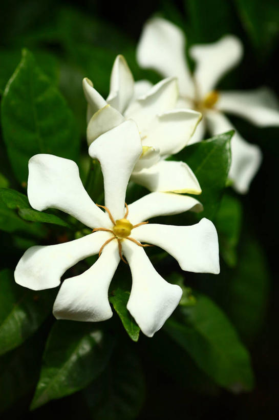 无人,竖图,室外,特写,白天,正面,爱情,美景,东京,日本,亚洲,阴影,朦胧,模糊,盛开,光线,影子,景观,栀子花,花蕾,花,花瓣,花朵,鲜花,两朵,白色,阳光,自然,花苞,花蕊,景色,千代田区,栀子,坚强,自然风光,东亚,本州,关东地方,本州岛,日本国,东京都,永恒,守候,黄栀,黄栀子,山栀,山栀子,彩图