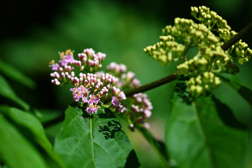 无人,横图,室外,特写,白天,正面,美景,叶子,东京,日本,亚洲,许多,阴影,朦胧,模糊,盛开,光线,影子,景观,绿叶,花蕾,花,花瓣,花朵,鲜花,阳光,自然,花苞,花蕊,嫩叶,景色,千代田区,自然风光,东亚,本州,关东地方,本州岛,日本国,东京都,白棠子树,紫珠,叶,叶片,彩图,日本紫珠