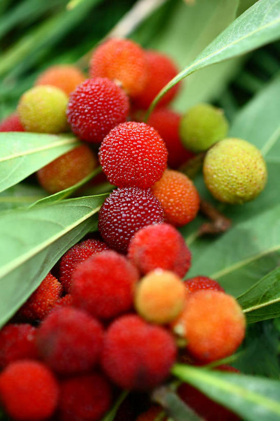 无人,竖图,室外,特写,白天,正面,美景,水果,叶子,东京,日本,亚洲,一堆,许多,阴影,堆叠,堆积,新鲜,光线,影子,景观,生食,食品,果实,绿叶,食物,红色,阳光,自然,嫩叶,景色,杨梅,有机食品,绿色食品,千代田区,堆,自然风光,东亚,本州,关东地方,本州岛,日本国,东京都,白蒂梅,圣生梅,叶,叶片,彩图