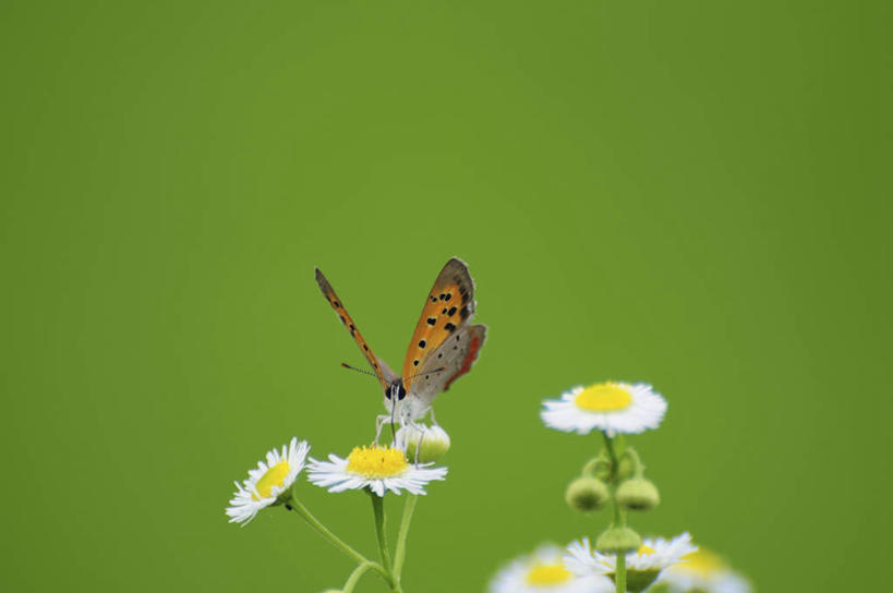 无人,横图,室外,特写,白天,正面,美景,蝴蝶,日本,亚洲,许多,阴影,朦胧,模糊,盛开,光线,昆虫,影子,景观,千叶县,花蕾,花,花瓣,花朵,鲜花,一个,白色,阳光,自然,动物,花苞,花蕊,景色,单个,自然风光,益虫,东亚,本州,关东地方,本州岛,日本国,千叶,红灰蝶,灰蝶,彩图,全身