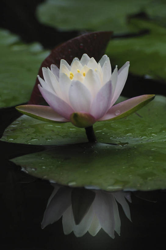 无人,竖图,室外,特写,白天,正面,美景,水,睡莲,叶子,日本,亚洲,阴影,波纹,盛开,透明,光线,液体,影子,景观,气泡,水滴,绿叶,涟漪,漩涡,千叶县,花蕾,水泡,水珠,花,花瓣,花朵,鲜花,一朵,水纹,阳光,自然,泡泡,花苞,花蕊,嫩叶,景色,圆弧,自然风光,东亚,纯真,妖艳,本州,关东地方,本州岛,日本国,千叶,水芹花,抒情,洁净,水洋花,小莲花,子午莲,叶,叶片,彩图