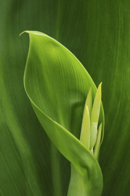 无人,竖图,室外,特写,白天,正面,美景,叶子,日本,亚洲,阴影,盛开,光线,影子,景观,绿叶,花蕾,花,花瓣,花朵,鲜花,一朵,阳光,自然,花苞,花蕊,嫩叶,景色,自然风光,东亚,日本国,美人蕉,兰蕉,大花美人蕉,红艳蕉,叶,叶片,彩图