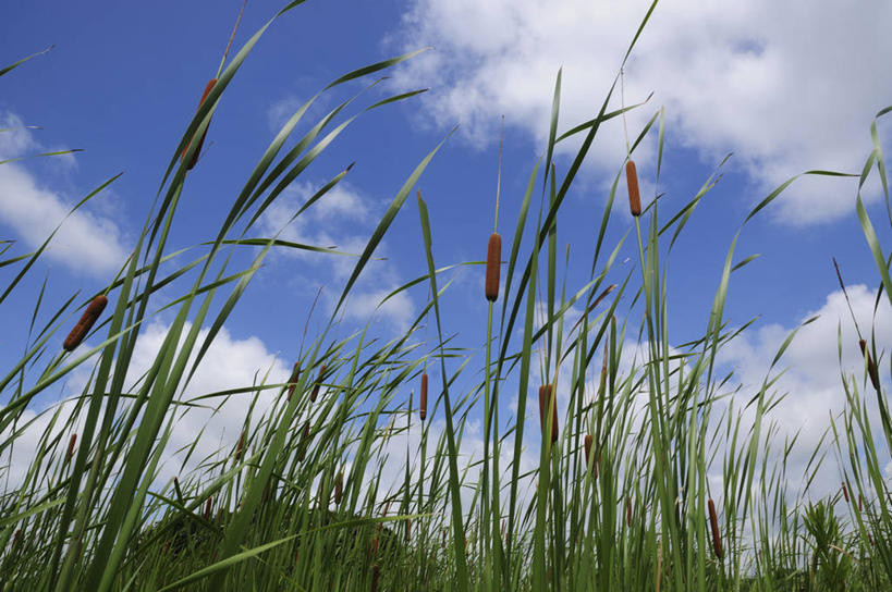 无人,横图,室外,白天,仰视,草地,草坪,美景,植物,日本,亚洲,许多,阴影,盛开,光线,影子,景观,千叶县,花蕾,草,花,花瓣,花朵,鲜花,绿色,天空,阳光,自然,天,花苞,花蕊,景色,自然风光,东亚,香蒲,本州,关东地方,本州岛,日本国,千叶,东方香蒲,蒲菜,蒲草,水烛,彩图,低角度拍摄
