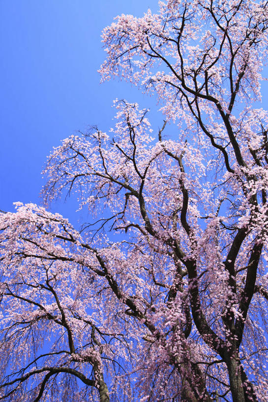 无人,竖图,室外,白天,仰视,幸福,纯洁,美景,植物,樱花,长野县,日本,亚洲,许多,阴影,盛开,光线,影子,景观,花蕾,花,花瓣,花朵,鲜花,树,树木,粉色,蓝色,绿色,蓝天,天空,阳光,自然,天,花苞,花蕊,景色,生长,晴朗,成长,等待,生命,自然风光,东亚,本州,万里无云,本州岛,日本国,中部地方,长野,仙樱花,福岛樱,青肤樱,高尚,热烈,安昙野,安昙野市,晴空,晴空万里,荆桃,彩图,低角度拍摄